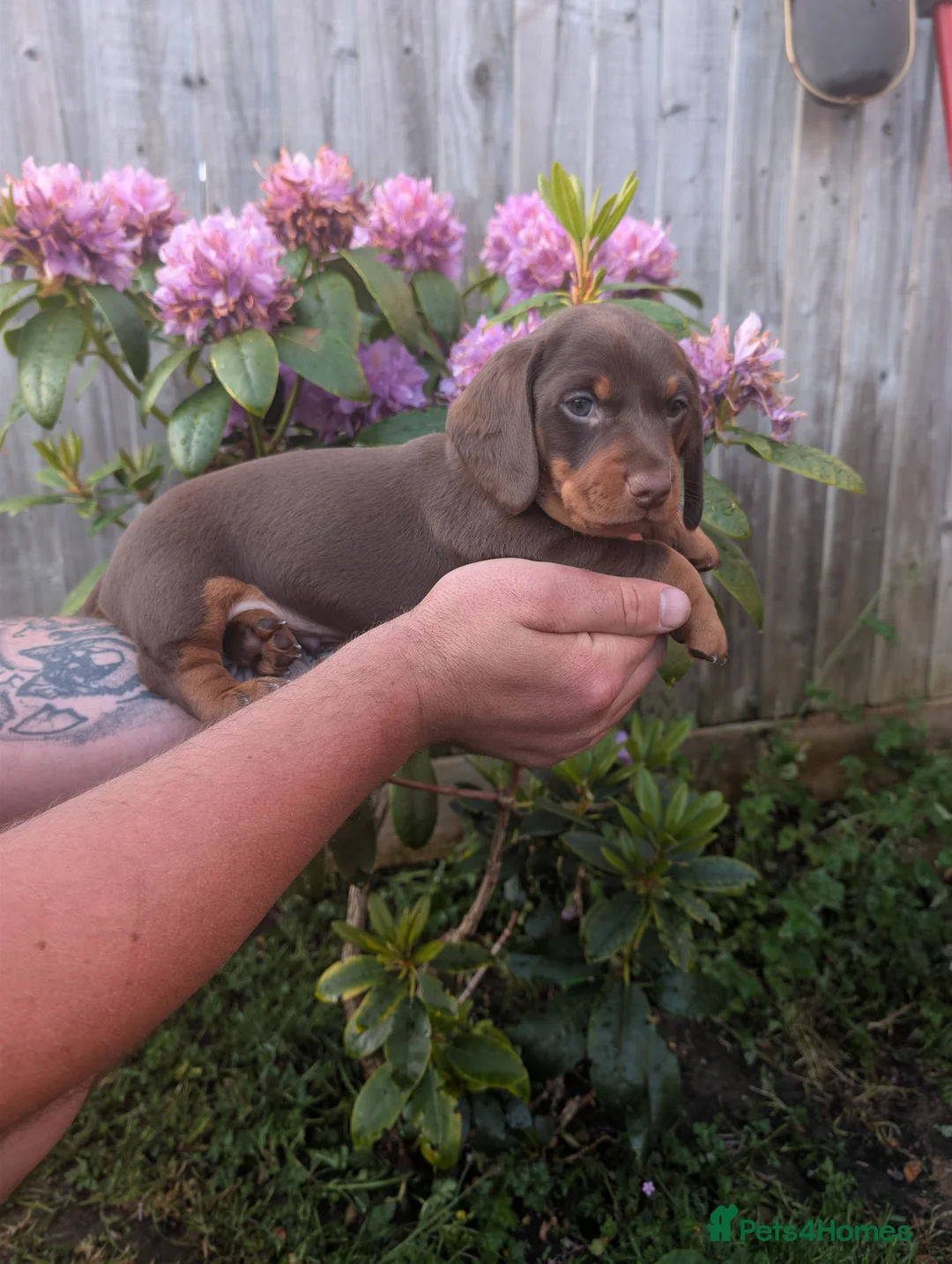 Miniature Dachshund dogs for sale: Miniature dachshund puppies - Advert 1