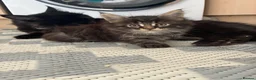 Maine Coon cats for sale: Maine coon baby’s  - Advert 3