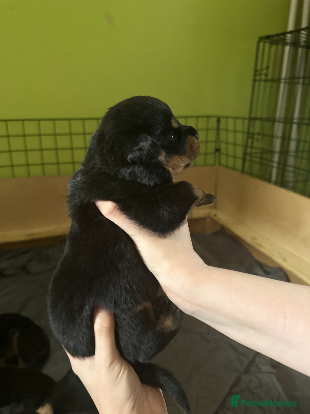 Rottweiler dogs for sale: CHUNKY PUREBREAD ROTTWEILERS  - Advert 18