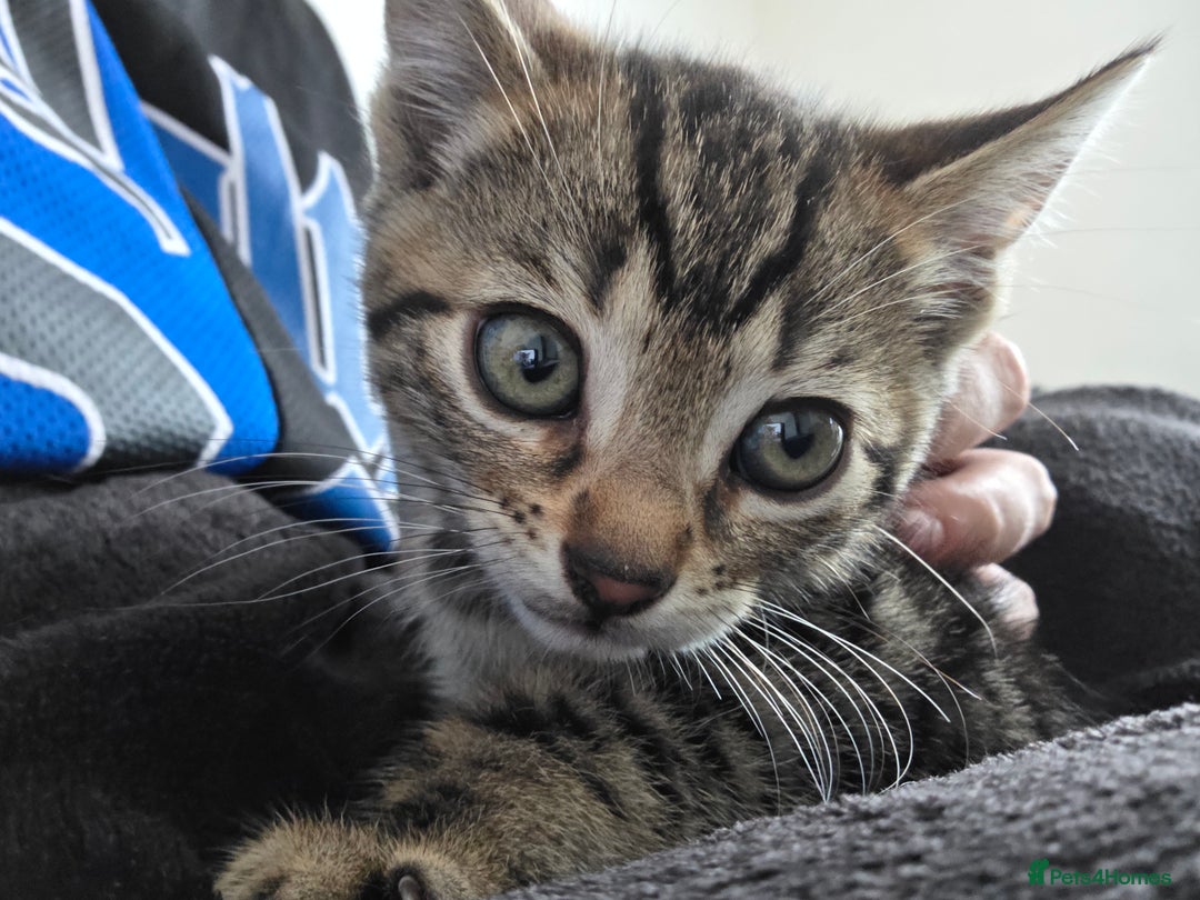 Mixed Breed cats for sale: Tabby x Bengal Kittens 🐾 - Image 10