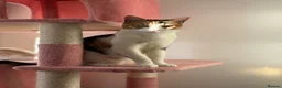 British Shorthair cats for sale:  1 year Lovely calico cat looking for a new home!! - Advert 1
