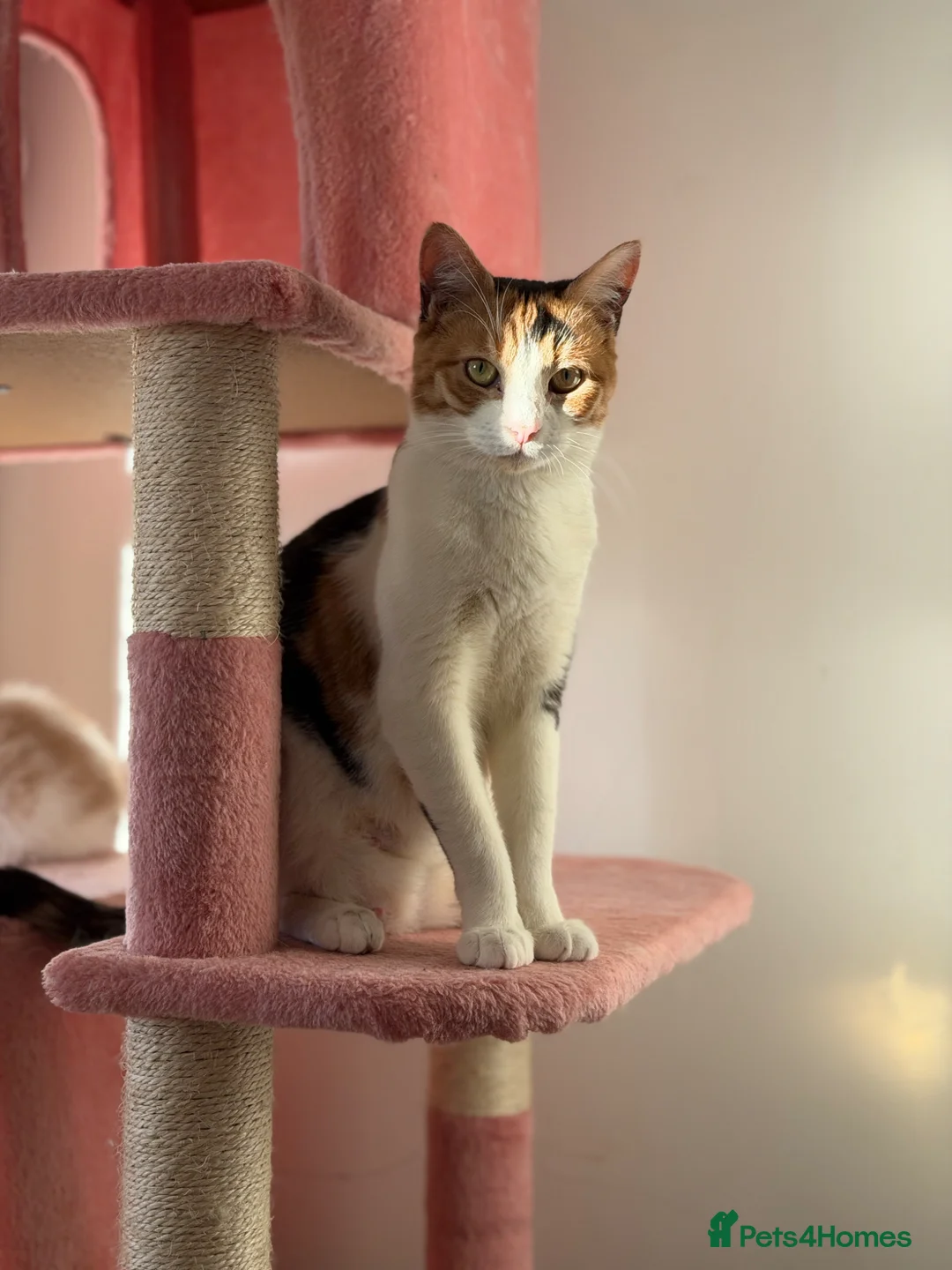 British Shorthair cats for sale:  1 year Lovely calico cat looking for a new home!! - Advert 1