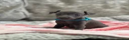 Italian Greyhound dogs for sale: 🏡 KC Italian greyhound puppies for sale 🏡 - Advert 34