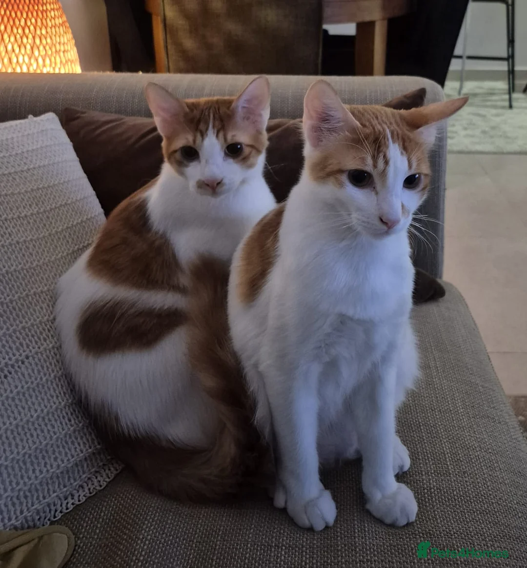 Mixed Breed cats for adoption: BONDED BROTHERS BOB HARLEY LIKE TO PLAY FETCH  - Advert 2