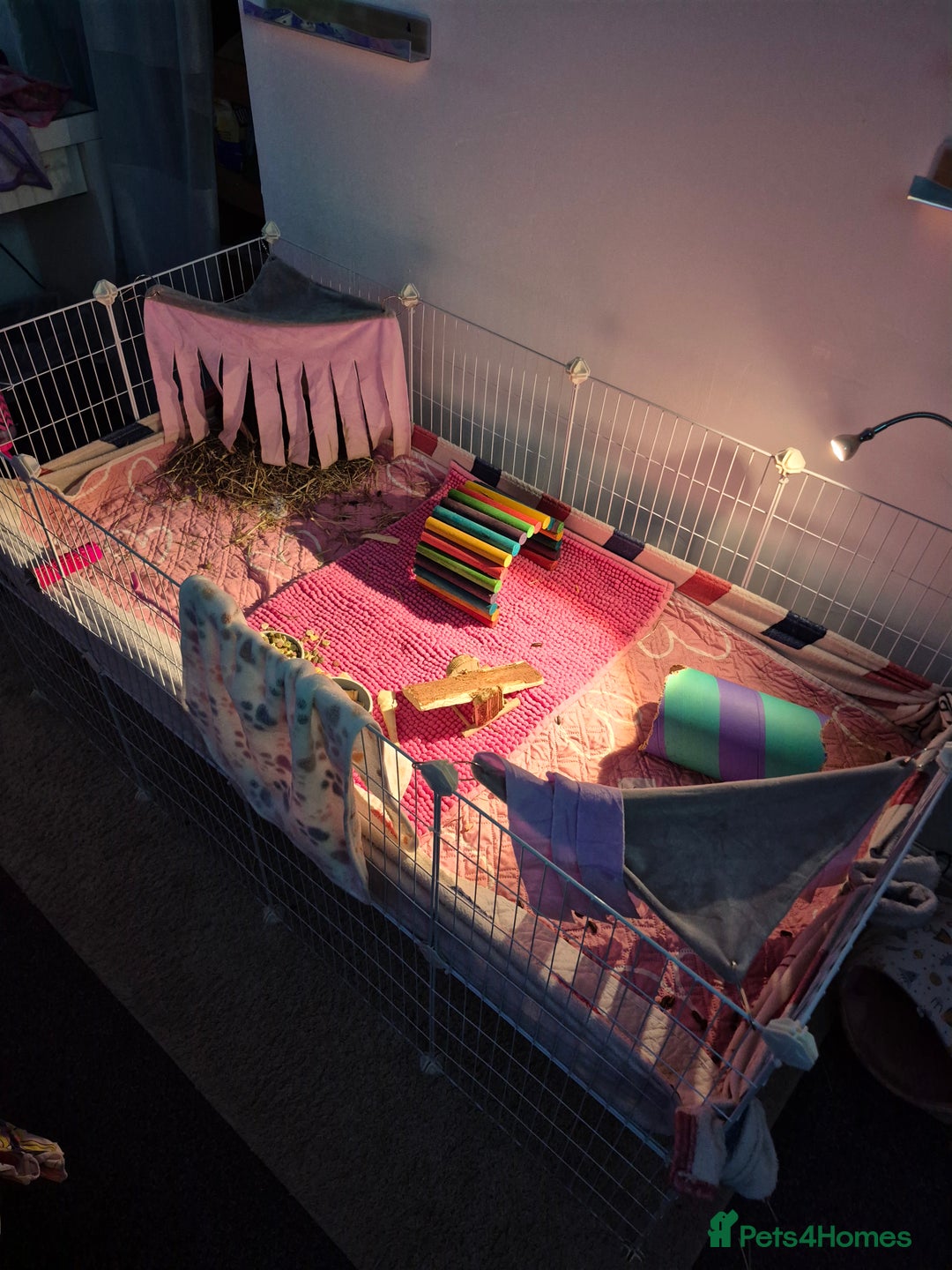 Guinea Pig rodents for sale: 3 male guinea pigs  - Advert 5