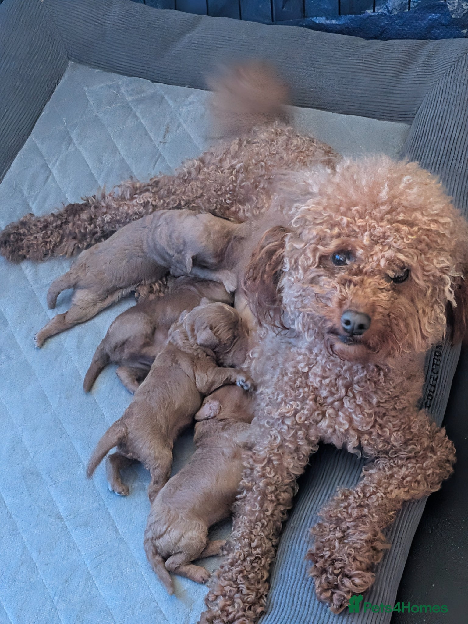Toy Poodle dogs Stunning K.C Registered Red Toy Poodle Puppies - Advert 2