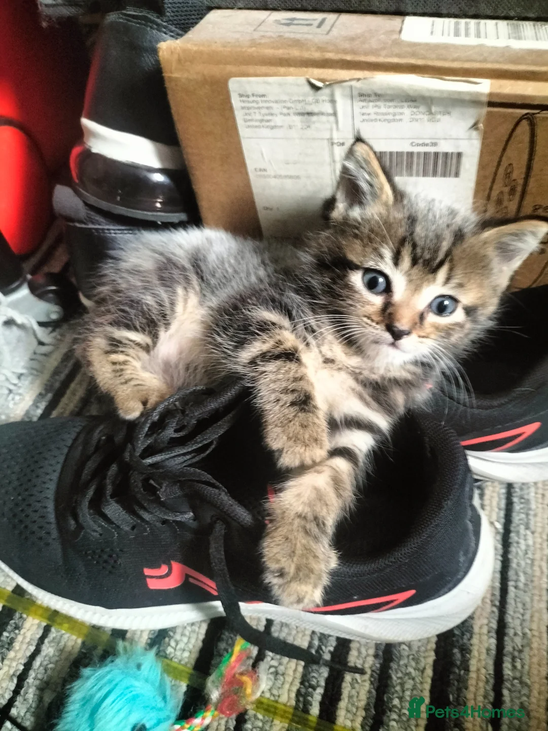 Mixed Breed cats for sale: 5 Beautiful fluffy sliver tabby kittens for sale - Advert 1