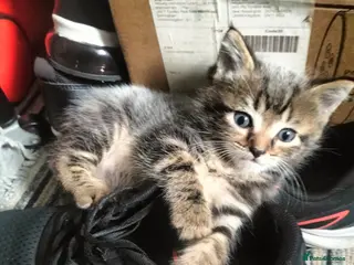 Mixed Breed cats 5 Beautiful fluffy sliver tabby kittens for sale - Advert 2