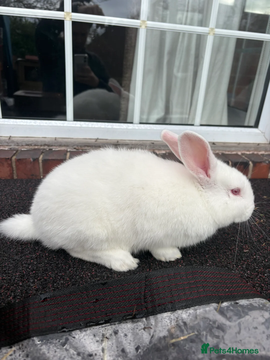 New Zealand rabbits for sale: Young New Zealand buck (Zeus)  - Advert 4