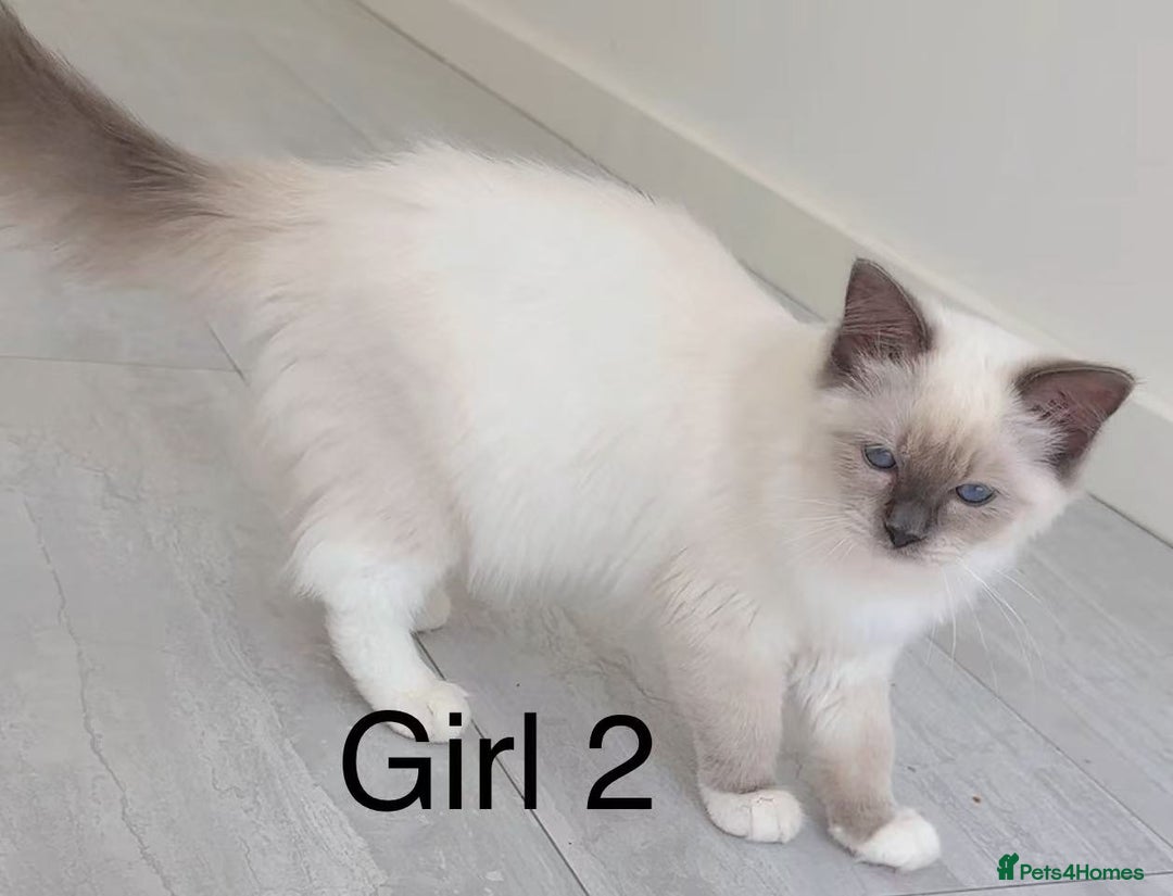 Ragdoll cats for sale: Ragdoll kittens for sale - Image 13