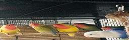 Lovebirds birds for sale: Lovely  birds for sale - Advert 2