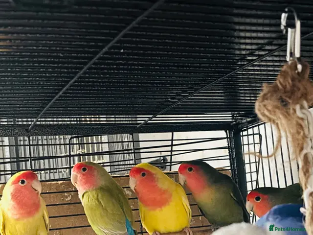 Lovebirds birds Lovely birds for sale - Advert 2