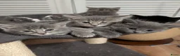 Mixed Breed cats for sale: 6 Maine coon cross domestic short hair kittens  - Advert 17