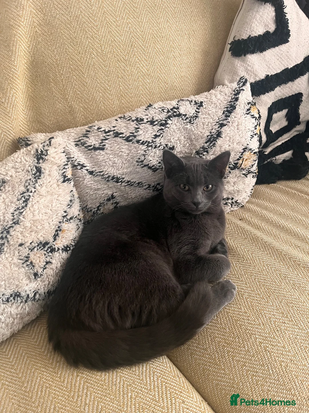 Mixed Breed cats for sale: Loving 3 year old boy looking for a new home  - Advert 1