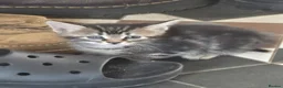 Mixed Breed cats for sale: 1/4 Maine coon 3x tabby 2 x black kittens.  - Advert 1