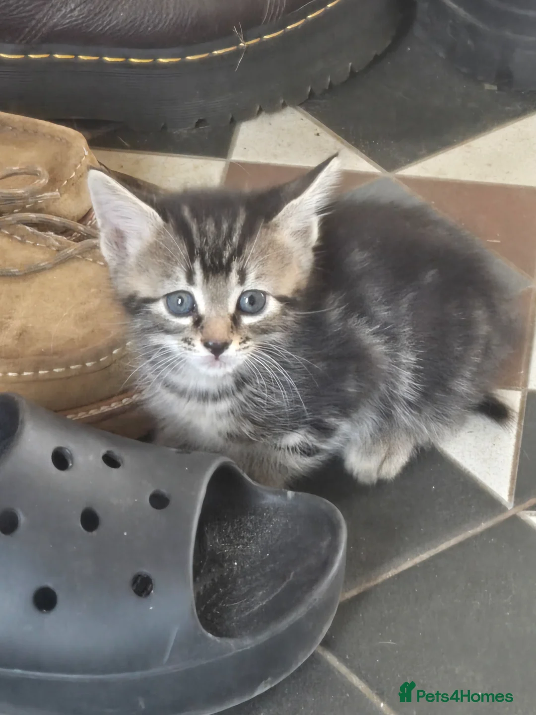 Mixed Breed cats for sale: 1/4 Maine coon 3x tabby 2 x black kittens.  - Advert 1