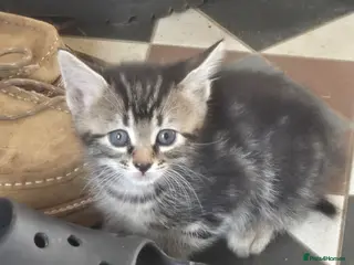 Mixed Breed cats * reduced *1/4 Maine coon tabby / black kittens. - Advert 1