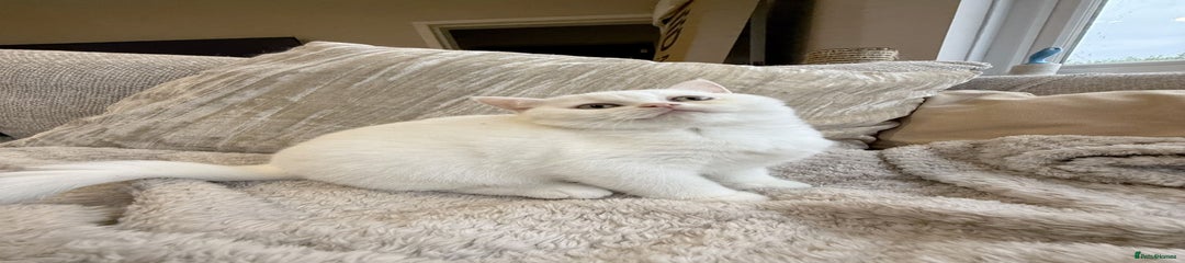 British Shorthair Kitten 4