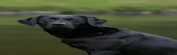 Labrador Retriever dogs for sale: 3 males in Aberlour - Advert 1