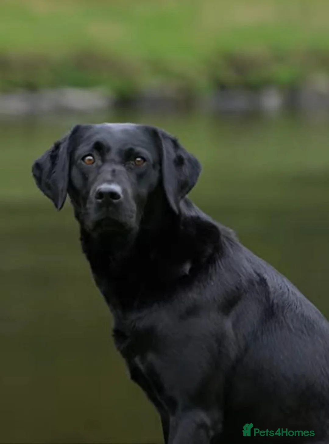 Labrador Retriever dogs for sale: 3 males in Aberlour - Advert 1