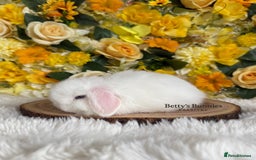 Mini Lop rabbits for sale: 💛 Purebred Mini Lops 💛 xxx - Image 2