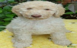 Labradoodle dogs for stud: PROVEN Healthy Labradoodle STUD - Hypoallergenic  - Image 7