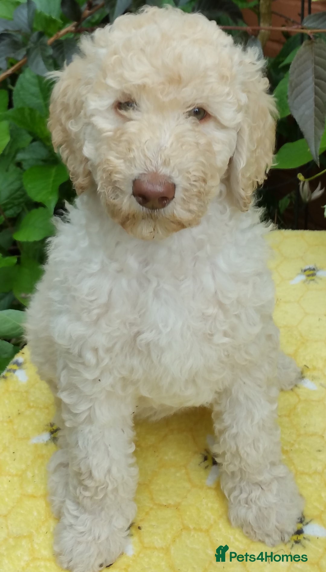 Labradoodle dogs for stud: PROVEN Healthy Labradoodle STUD - Hypoallergenic  - Image 7
