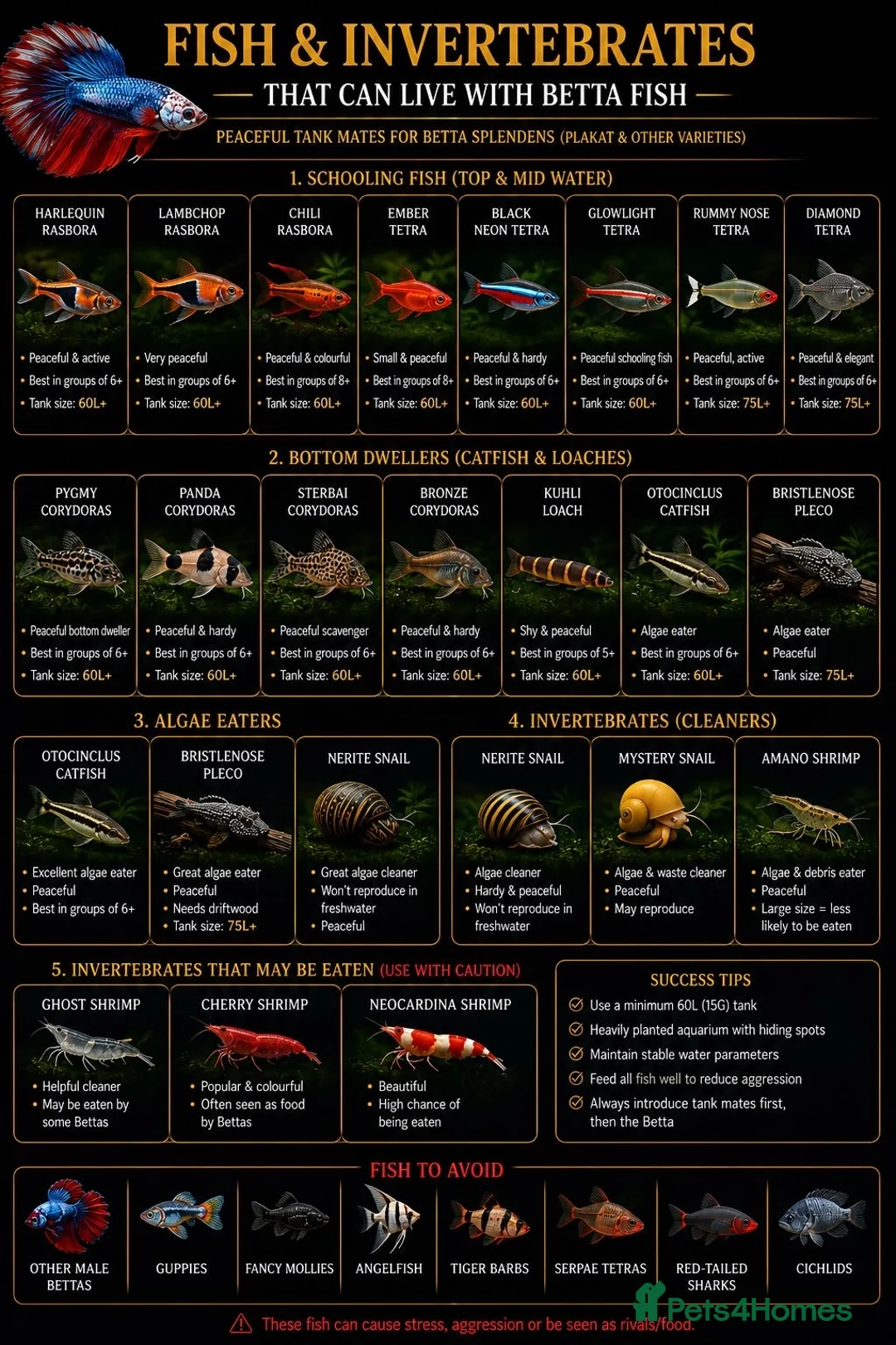 Bettas fish for sale: Betta sale!!  - Advert 18