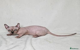 Sphynx cats for sale: Charming Tortie Kitten with TICA is ready now! - Image 5