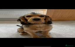 Cockapoo dogs for sale: Cockapoo for sale - Image 3