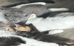 Mixed Breed cats for sale: 4 beautiful kittens looking for forever homes - Image 1