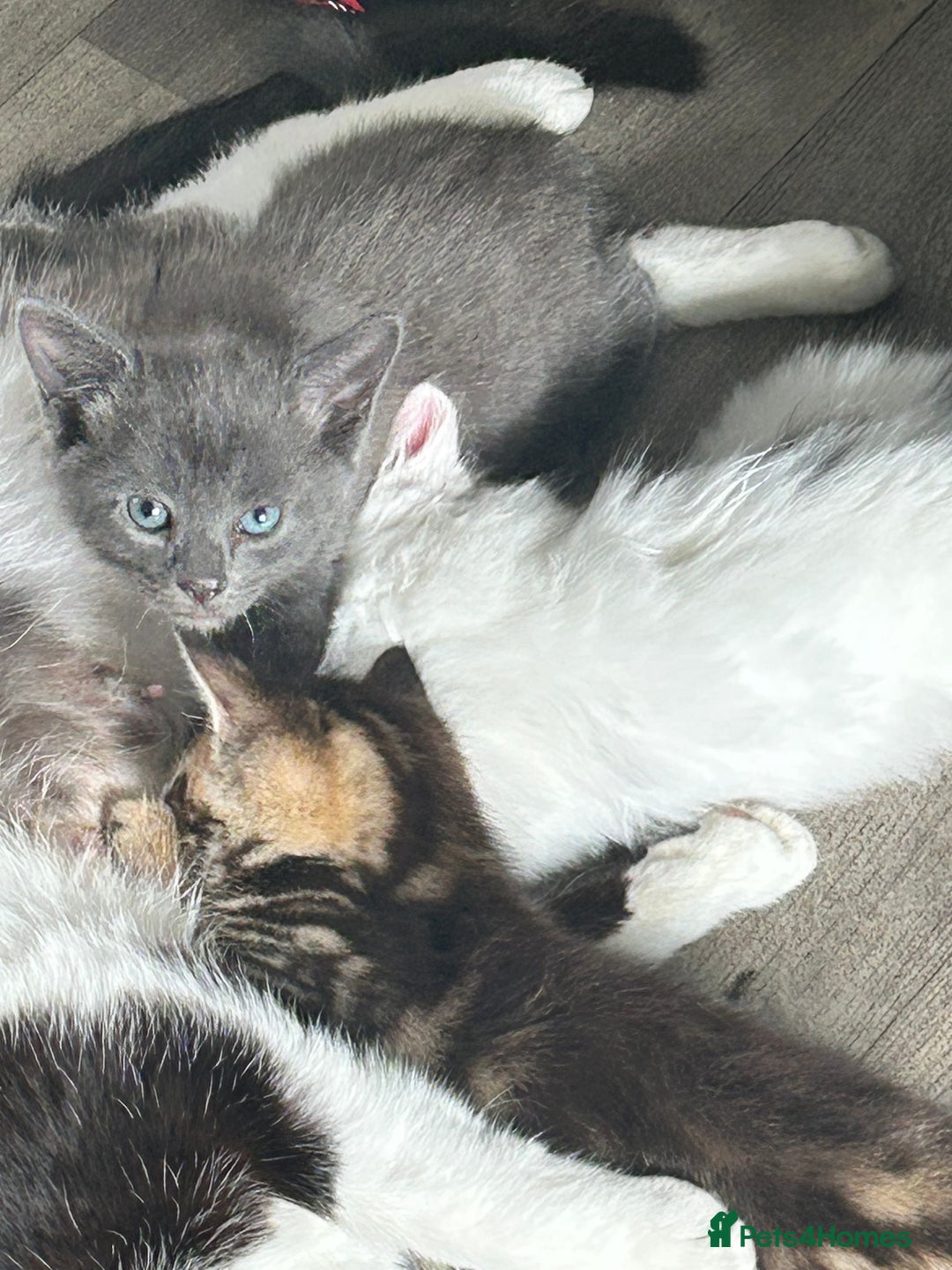 Mixed Breed cats for sale: 4 beautiful kittens looking for forever homes - Image 1