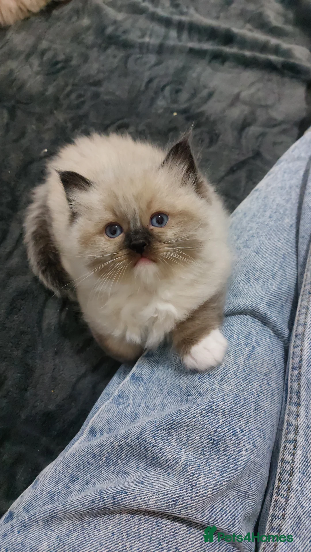 Ragdoll cats for sale: Two gorgeous rag dolls Girl and boy 😺😸 in Leicester - Advert 18