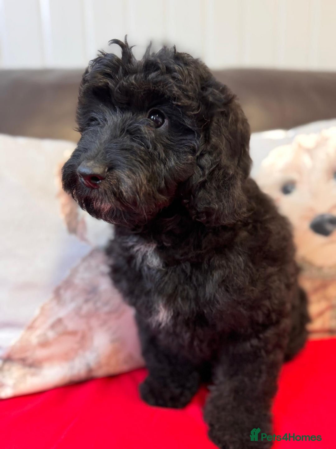 Cockapoo dogs for sale: Fabulous Quality F1b Cockapoos - Advert 3