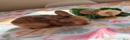 Mixed Breed rabbits for sale: Baby Rabbits for sale - mixed breed in King's Lynn - Advert 13