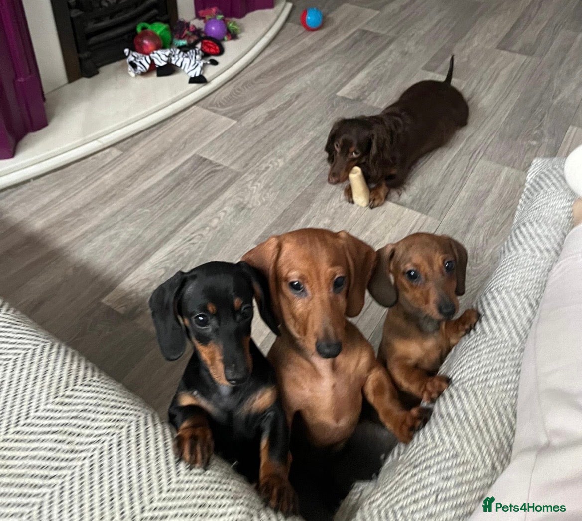 Miniature Dachshund dogs Male miniature dachshund  - Advert 1