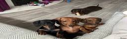Miniature Dachshund dogs for sale: Male miniature dachshund  - Advert 1