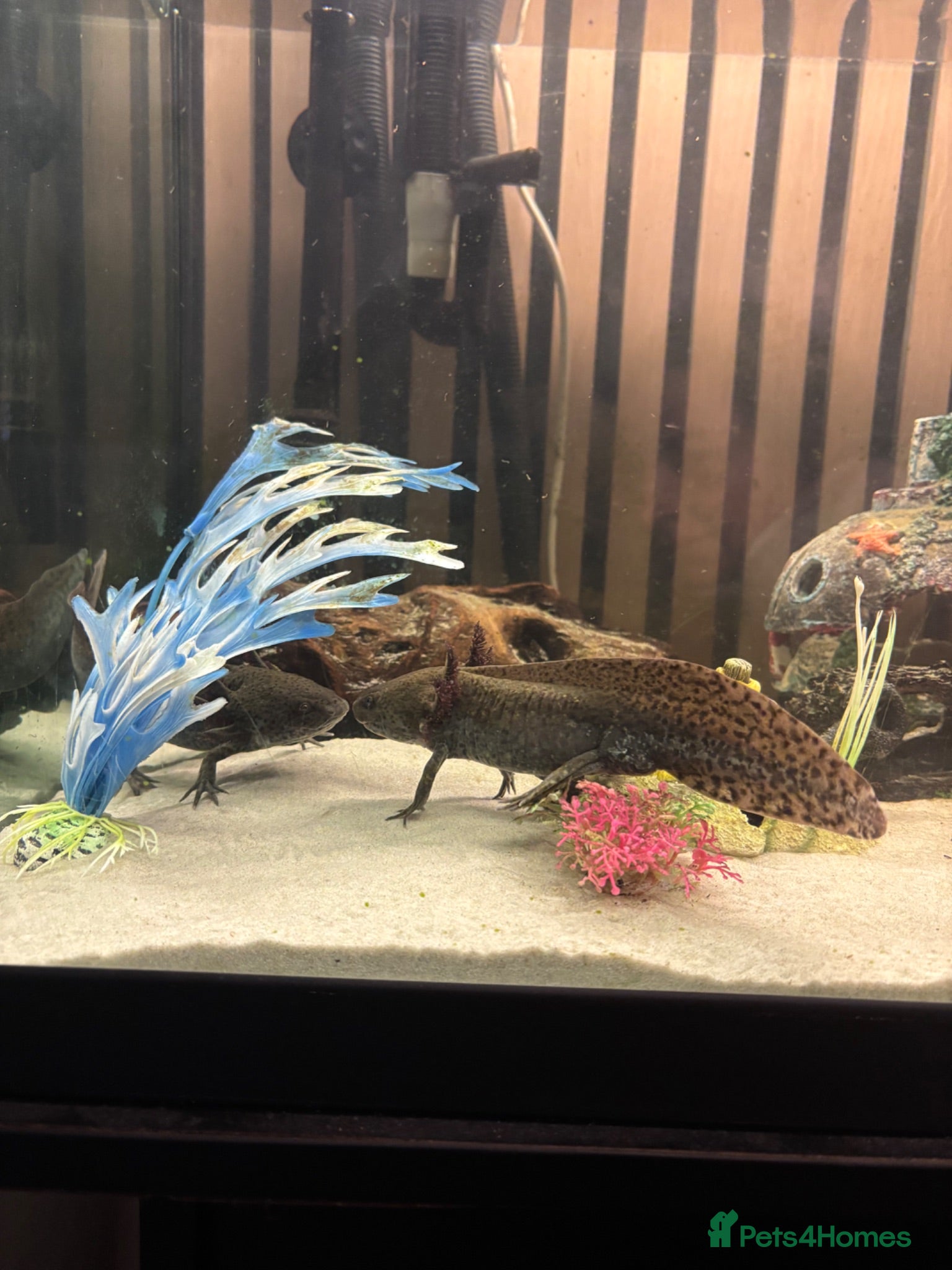 Other/Mixed Breed fish Axolotls for sale  - Advert 14