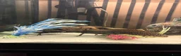 Other/Mixed Breed fish for sale: Axolotls for sale  in Liverpool - Advert 1