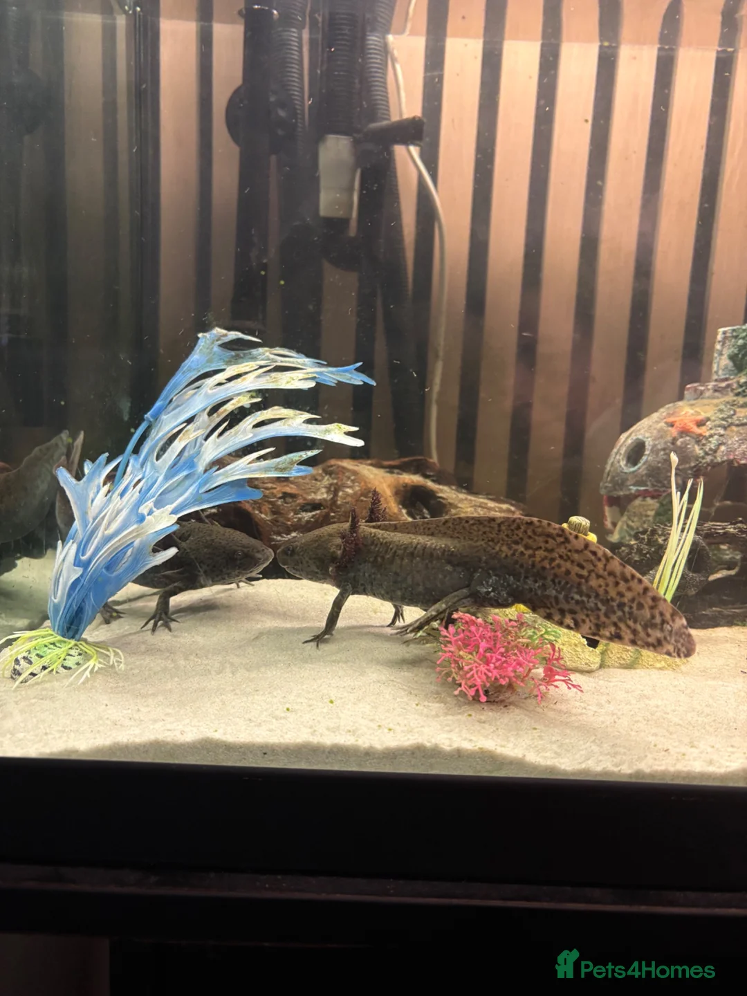 Other/Mixed Breed fish for sale: Axolotls for sale  in Liverpool - Advert 1