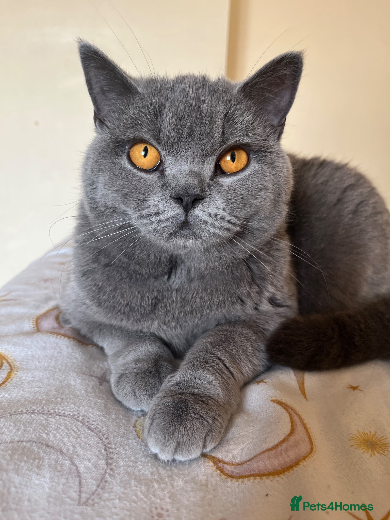 British Shorthair cats Blue British short hair boy kitten GCCF registered - Advert 2
