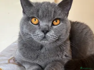 British Shorthair cats Blue British short hair boy kitten GCCF registered - Advert 2