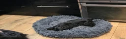 American Cocker Spaniel dogs for sale: American cocker spaniel boy - Advert 3