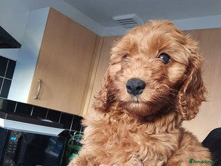 Cockapoo dogs - Advert 12