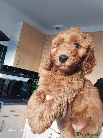 Cockapoo dogs - Advert 1