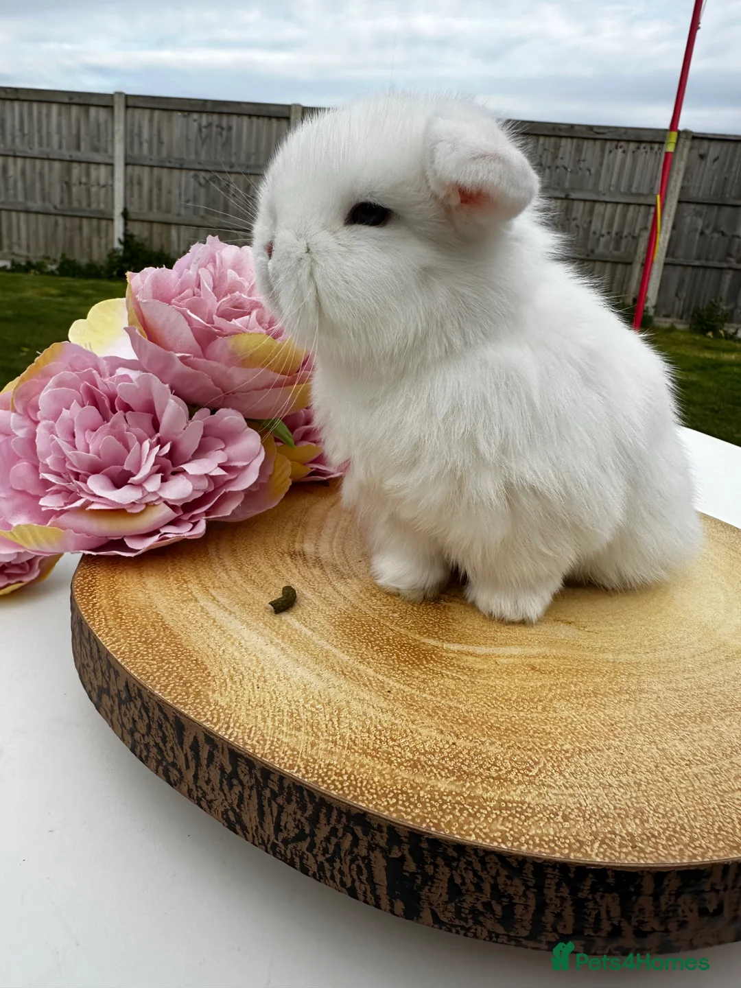 Mini Lop rabbits for sale: Mini Lop Bunnies in Liverpool - Advert 2