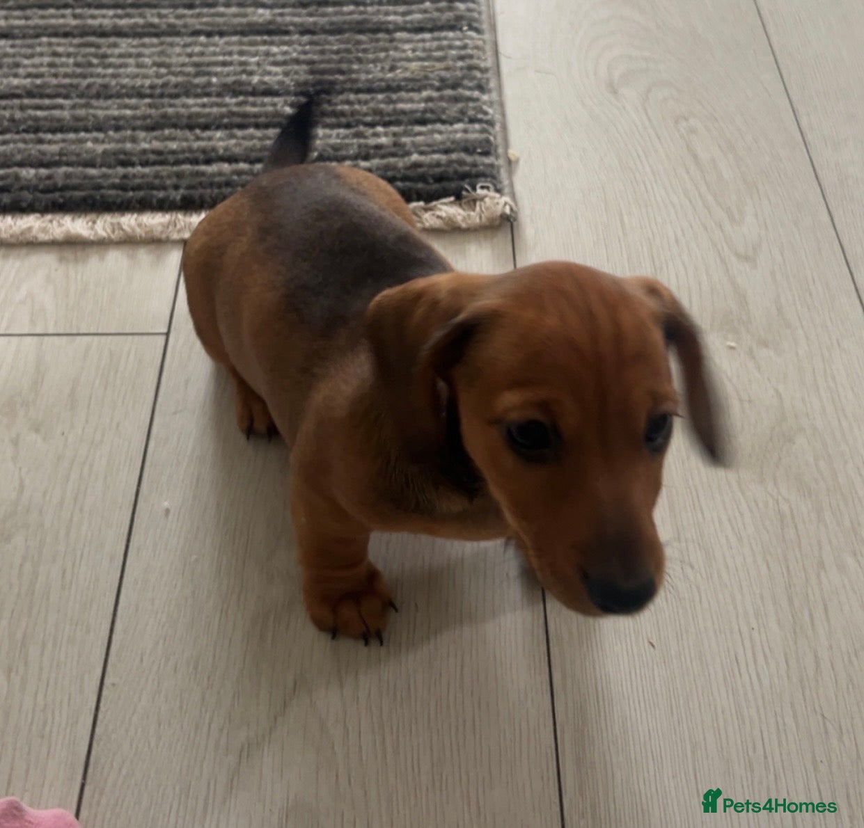 Miniature Dachshund dogs !!!Last puppy left female!!! - Advert 6