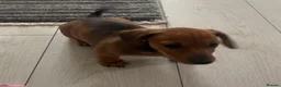 Miniature Dachshund dogs for sale: Male and female left - Advert 2
