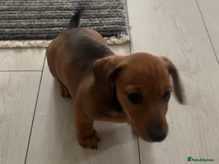 Miniature Dachshund dogs !!!Last puppy left female!!! - Advert 6