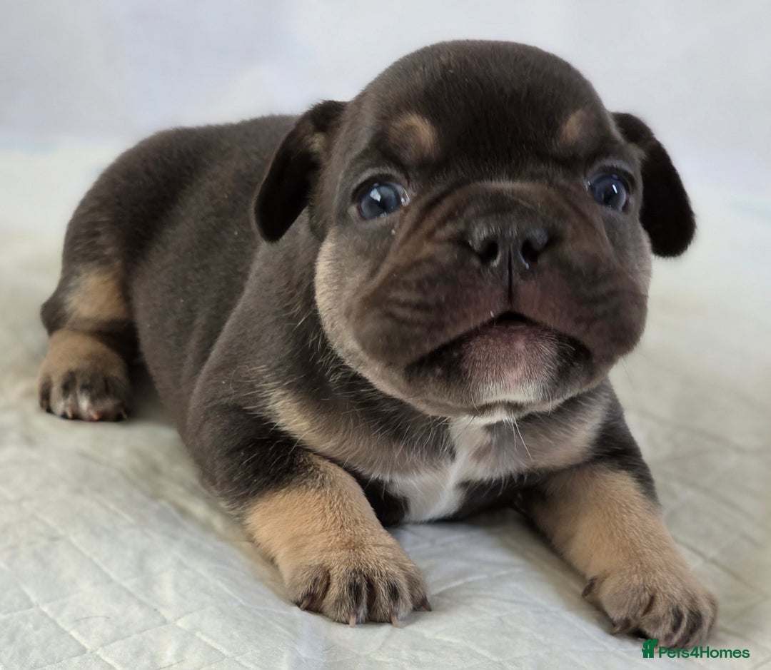 French Bulldog dogs for sale: TOP QUALITY KC REG FRENCHIES AVAILABLE  - Image 5